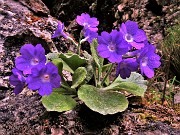 65 Primula albenensis alla S-cepa dol geru in Val Gerona (1220 m)